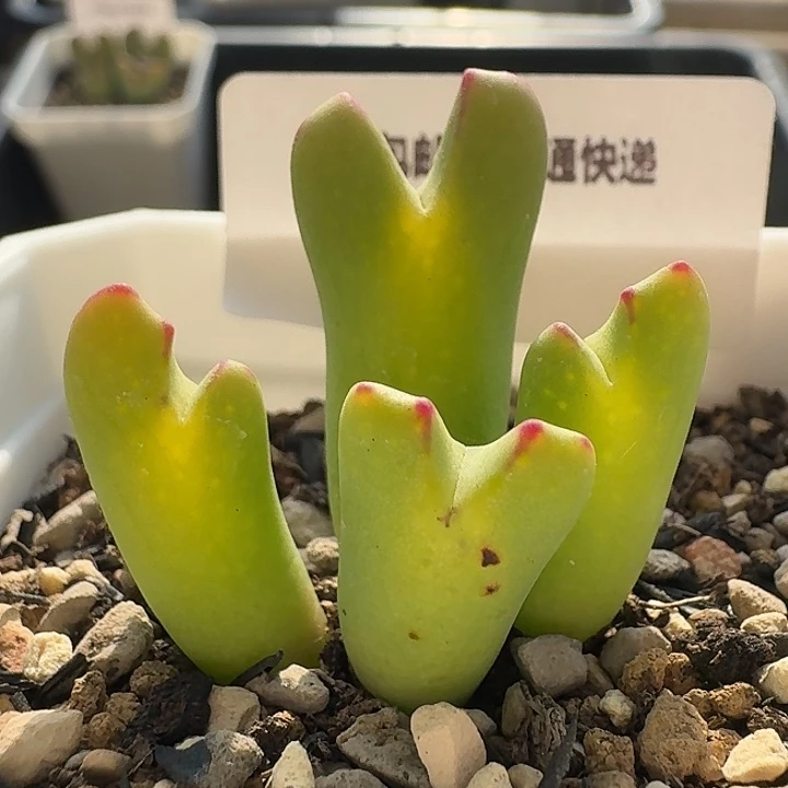 4 黄体鹿角少将。