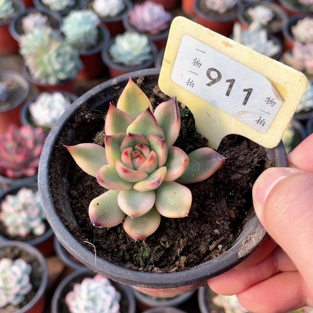 【闪购商品】萍**肉911号