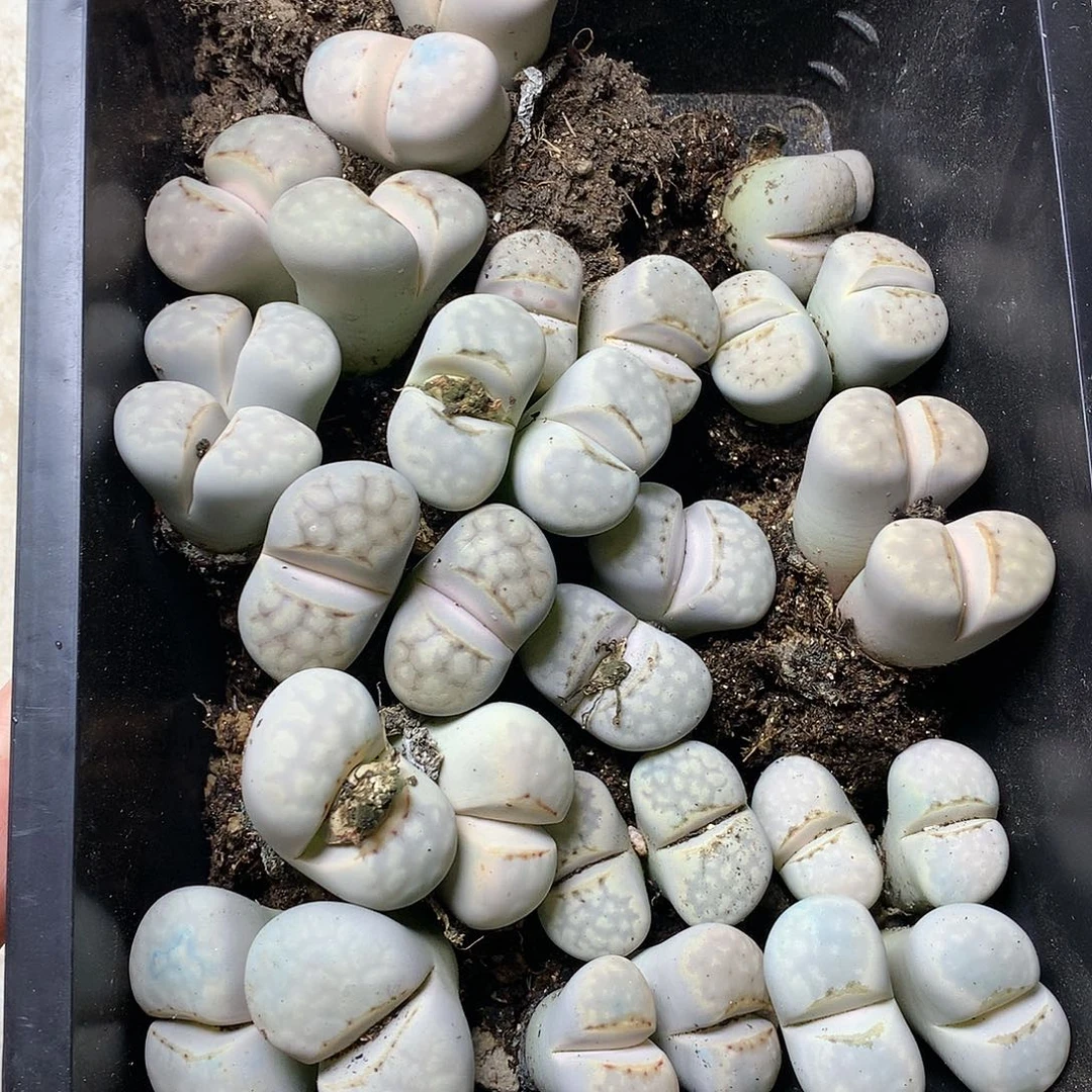 新**选G467多肉植物保护研究所