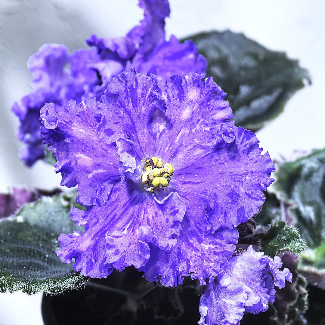 紫色狂想曲 标准款95盆 非洲堇  四季 室内开花 多年生草本植物