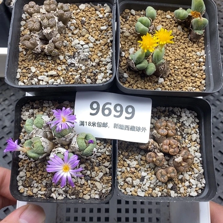 9699。