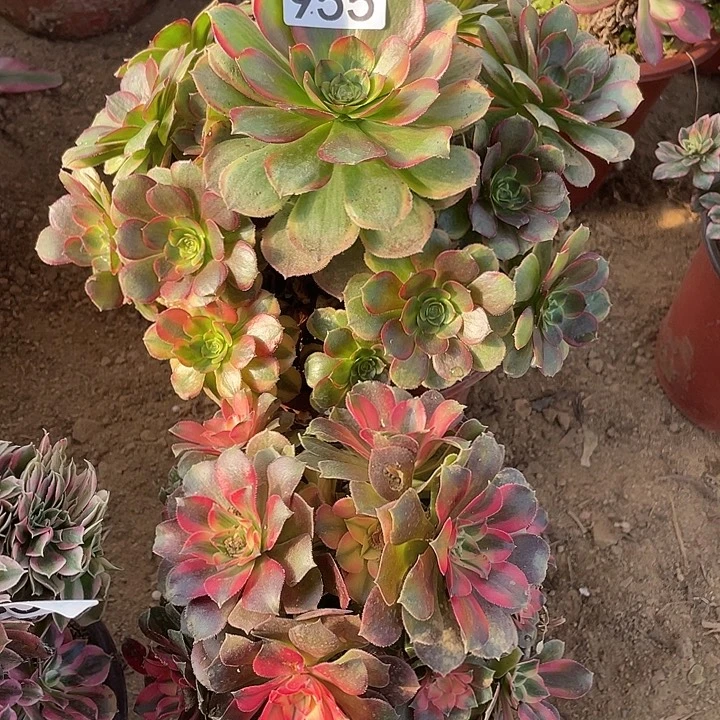955组合无售后多肉植物
