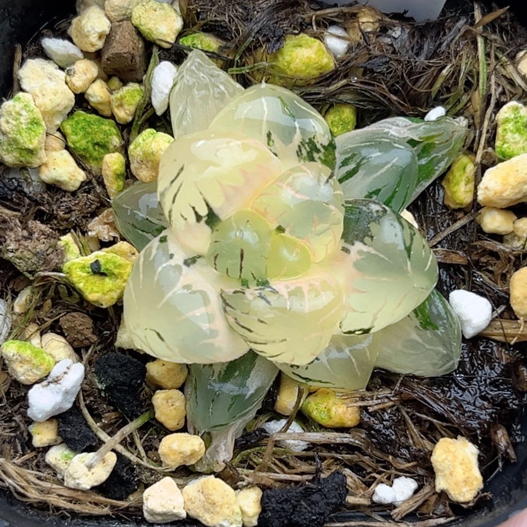 11冰灯玉露锦福利专场