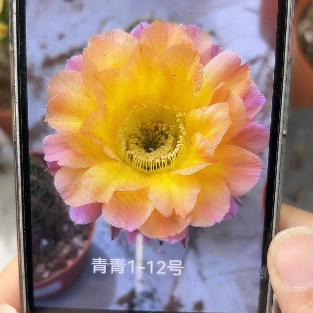 彩草1-12号7公分带崽