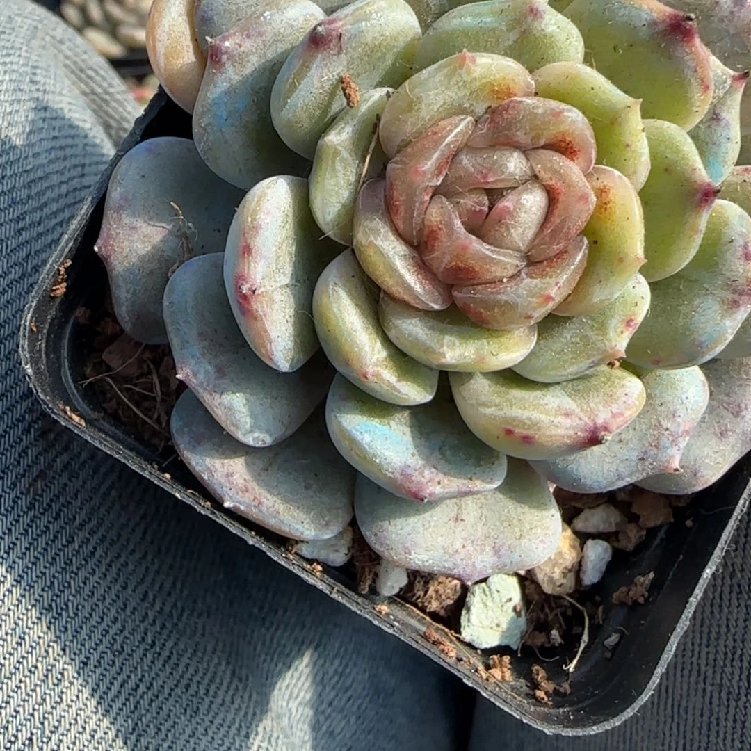 多肉小卡拉米糖心一物一拍