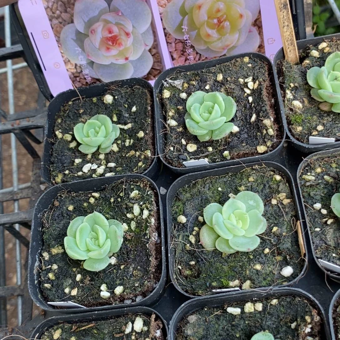 上盆小单头绿菩提苗一个