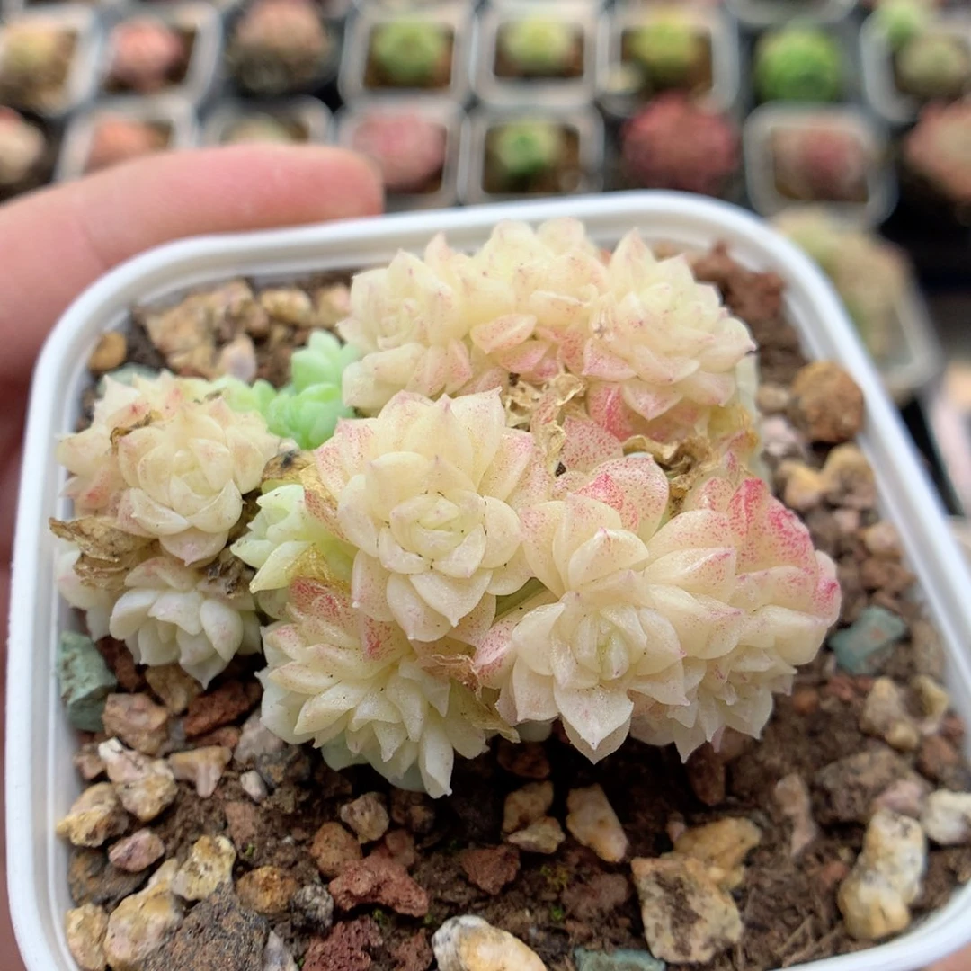 C91定繁优选编号小脸两群