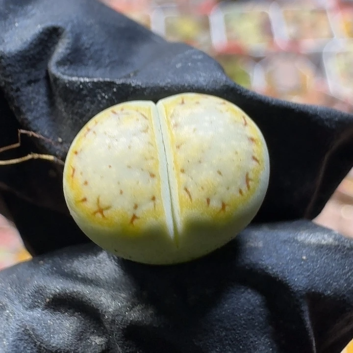 生石花3:：：：。  82号