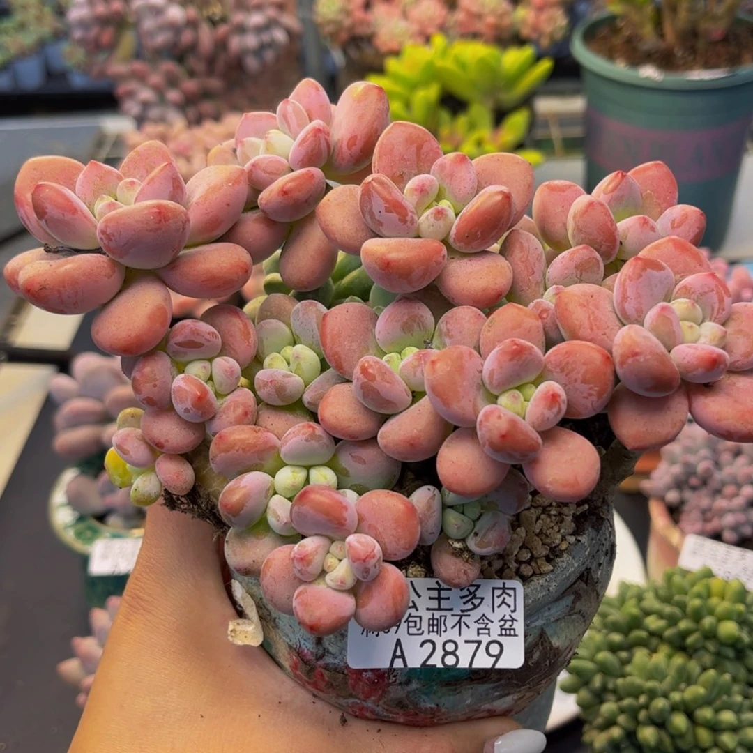 2879-老桩红洛神多肉13cm