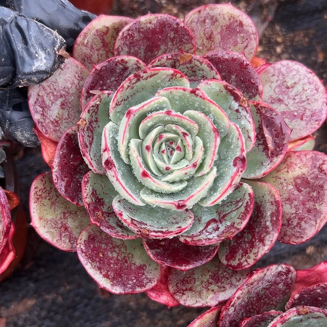 杜呃呃呃呃呃呃呃呃呃