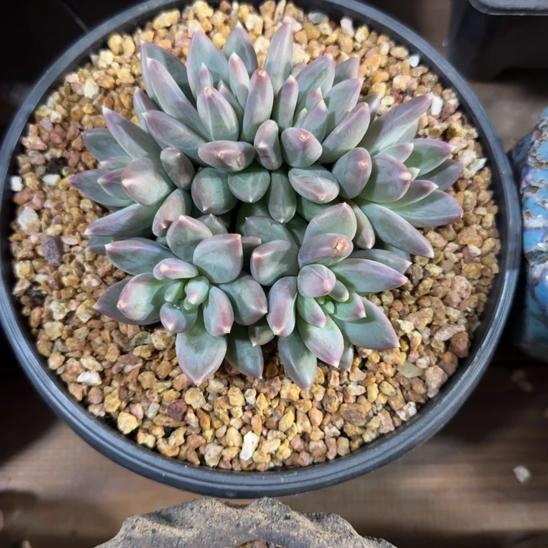 纱织美人111111111111111111111