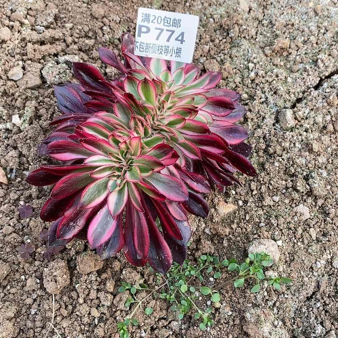 774香奶奶缀化多肉