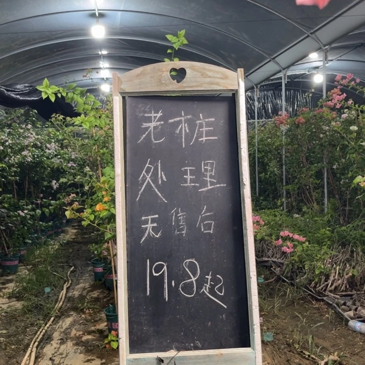 无花朵三角梅三角梅1327