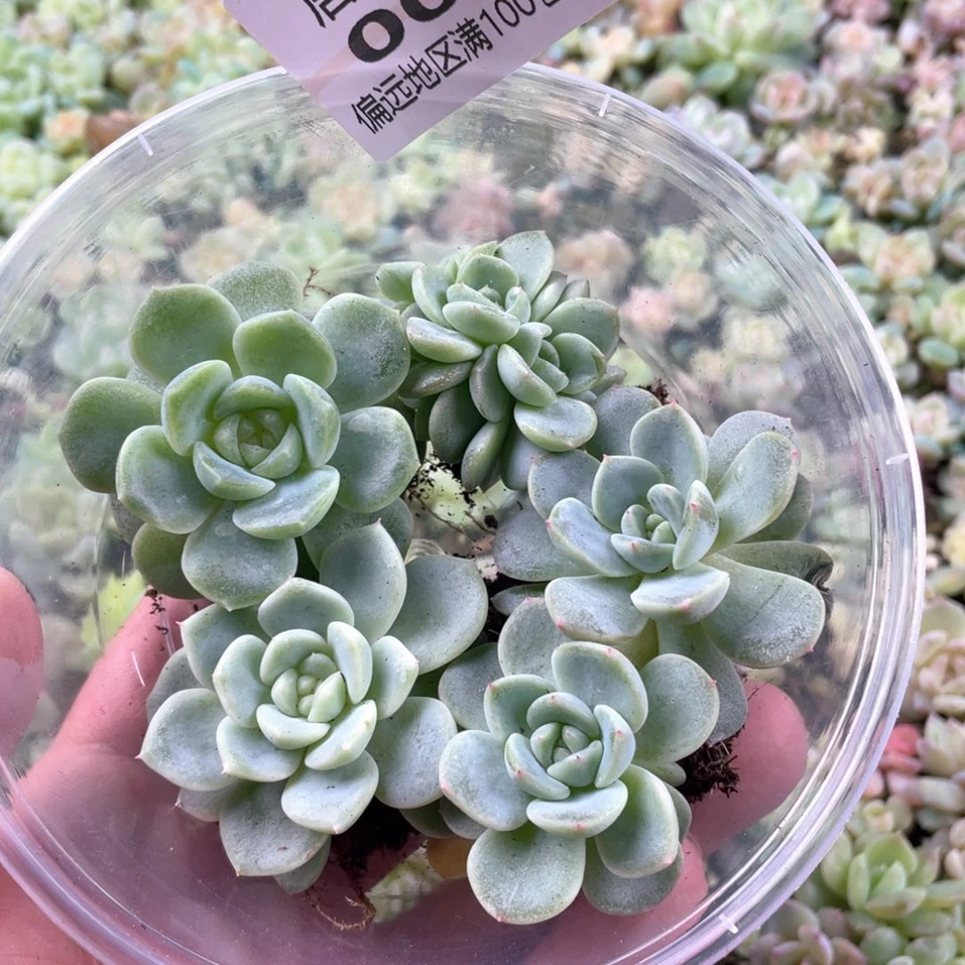 财富甜心混一物一拍002