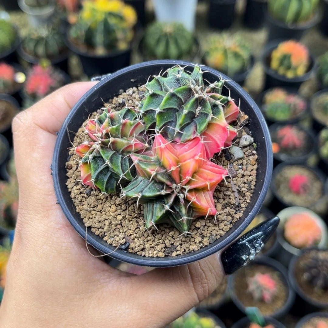 三头肋骨锦 带盆土发货