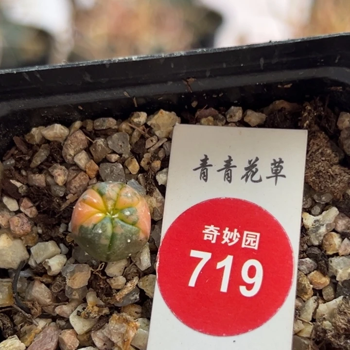 实生兜锦一棵仙人球