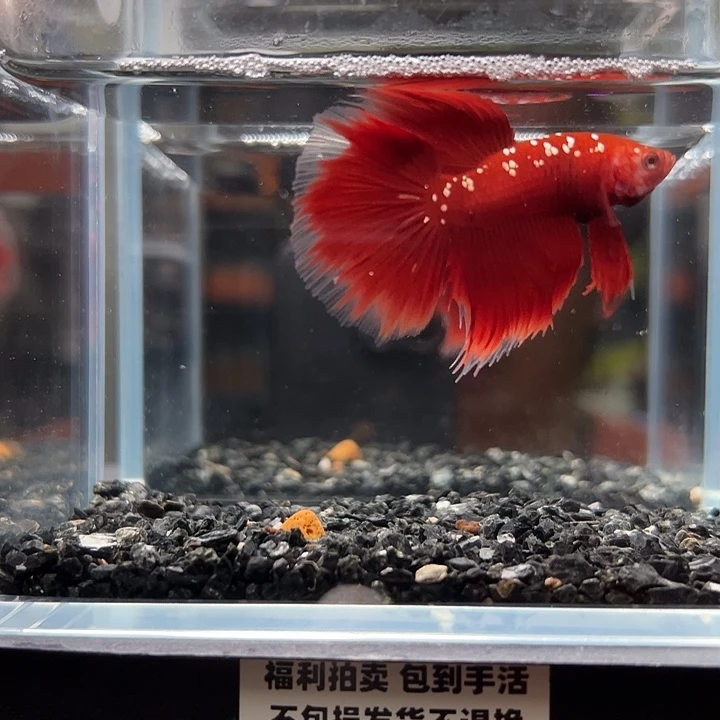 斗鱼竞拍跑单拉黑27日134