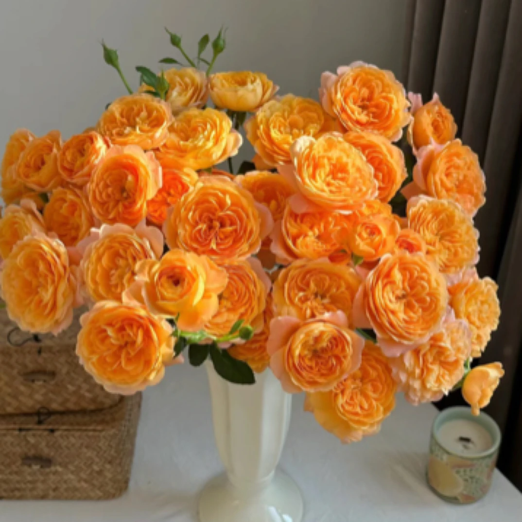 【果汁阳台】10支多头玫瑰0度以下拍保温棉冻坏不售后！两单顺丰冷链