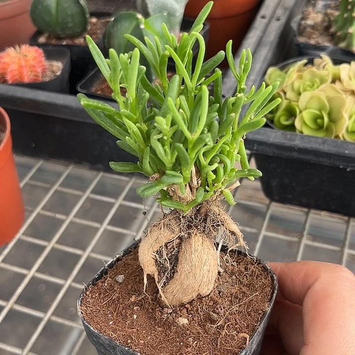 我也不知道我为什么要这样