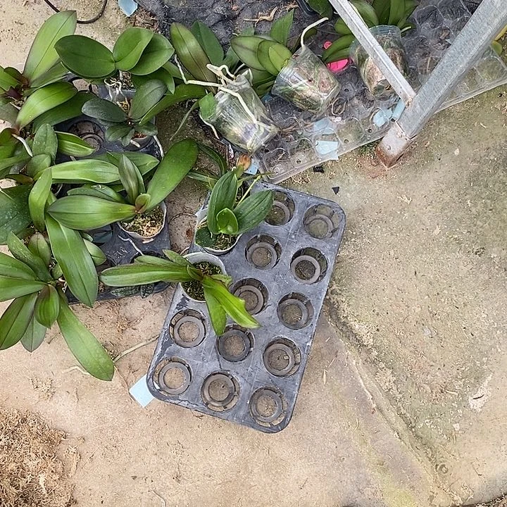 当前无花栽培后可以开花小水仙变异