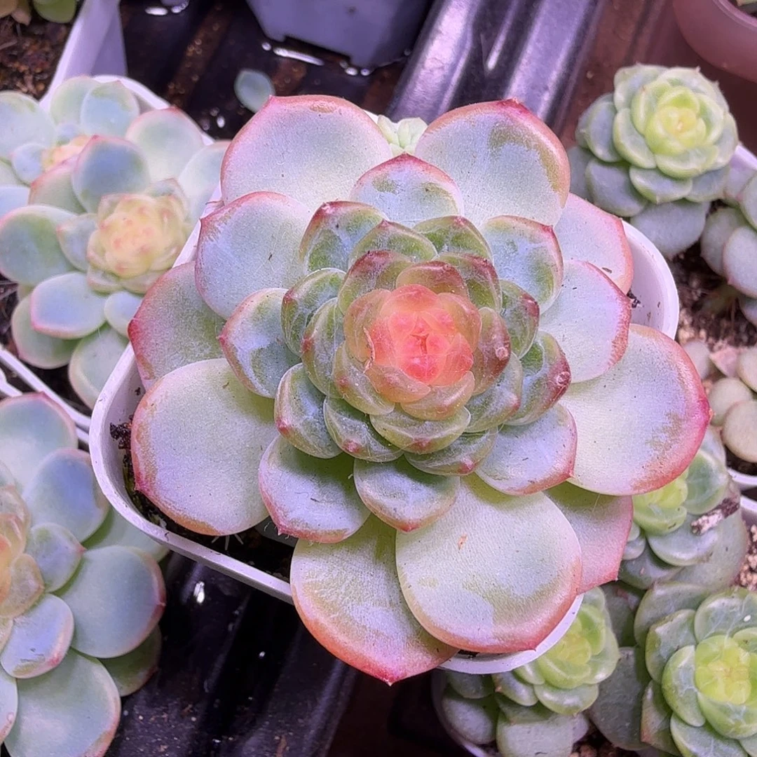 西米露单头开播福利