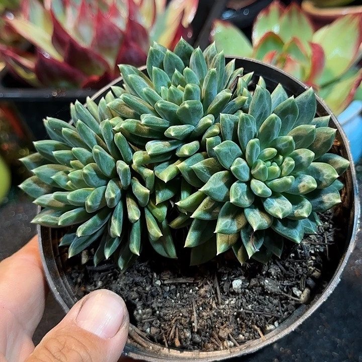 青花瓷惊鸿一物一拍包装收缩花旱
