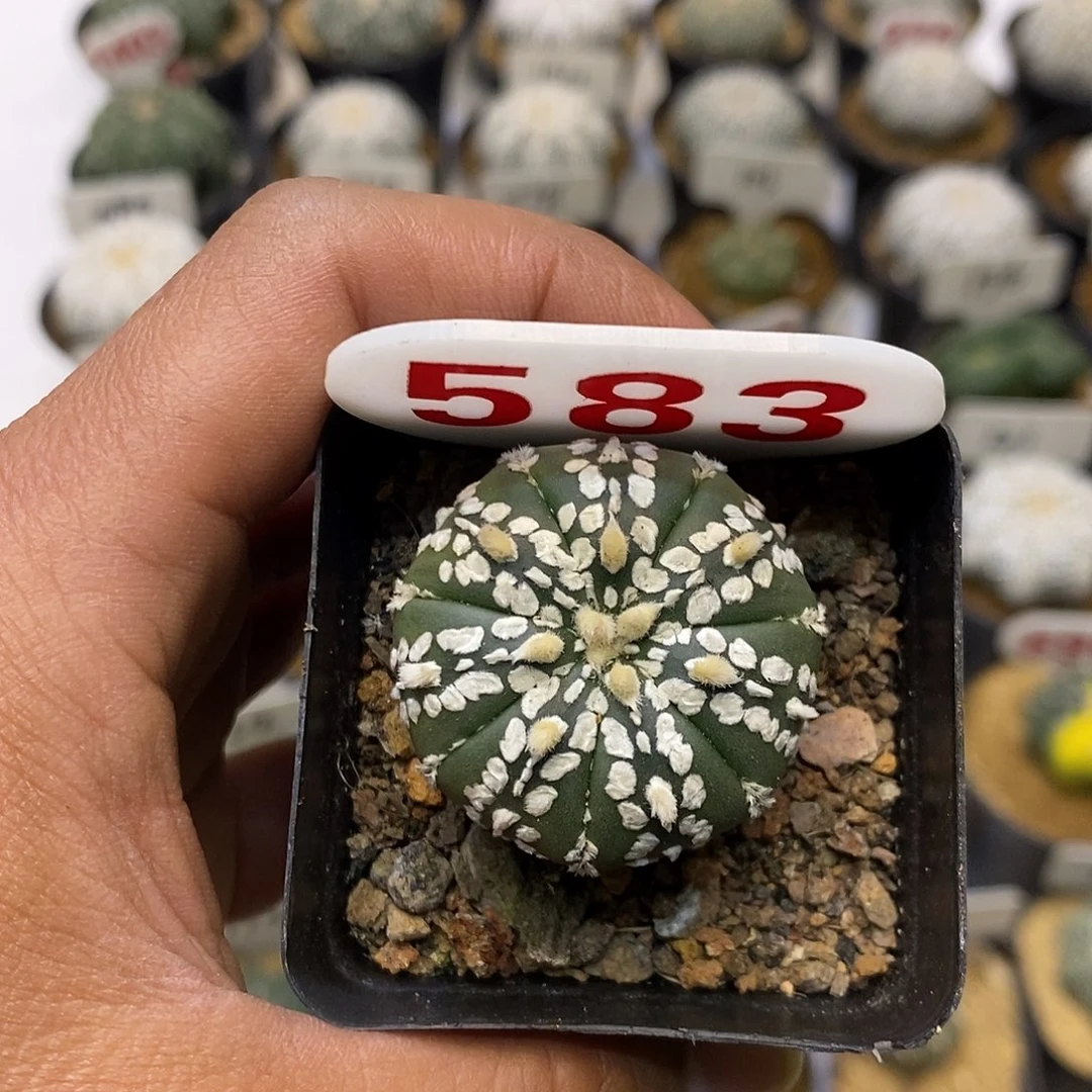 ****王583福利特价来了啦