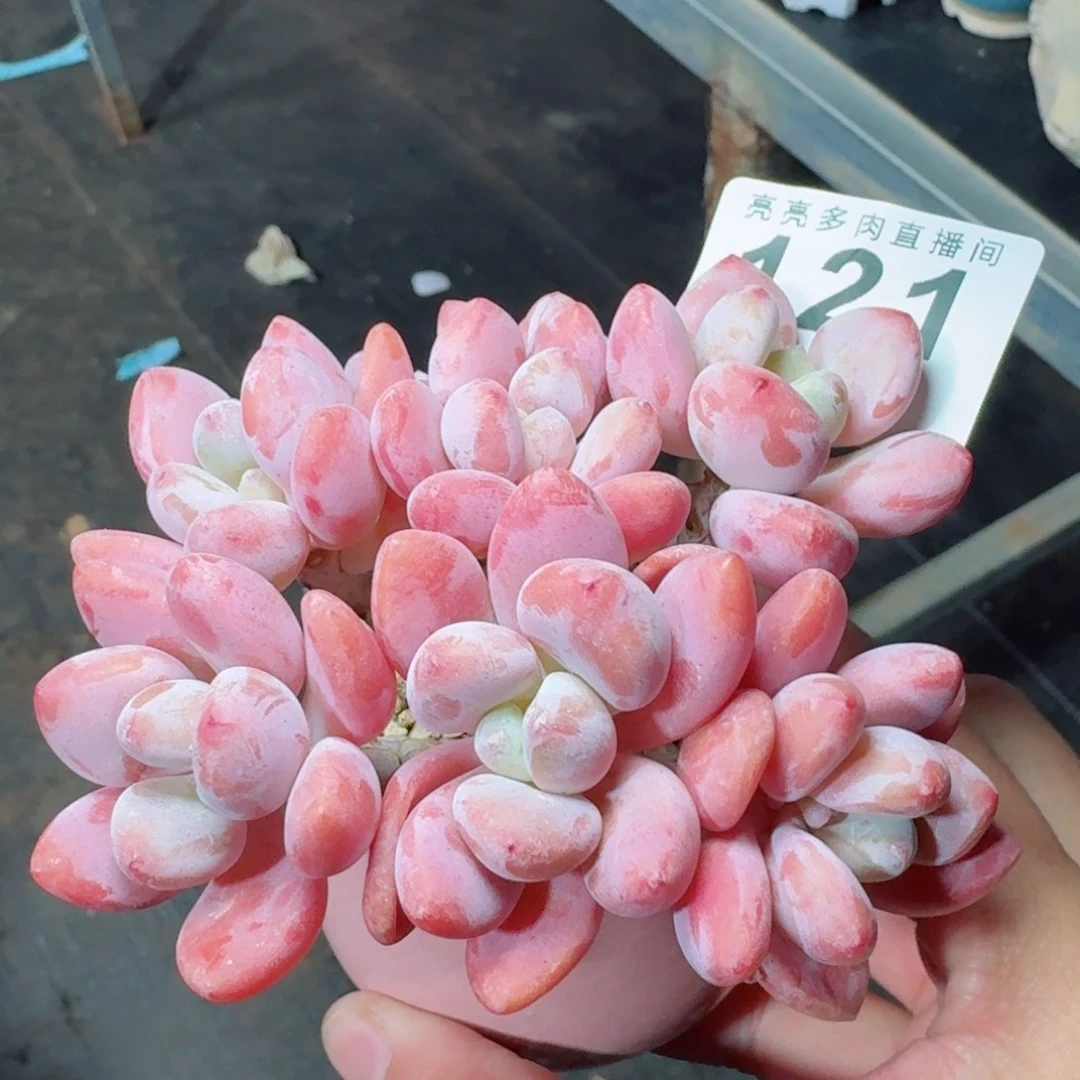 红洛神      愿你一路坦途，乘风破浪展宏图