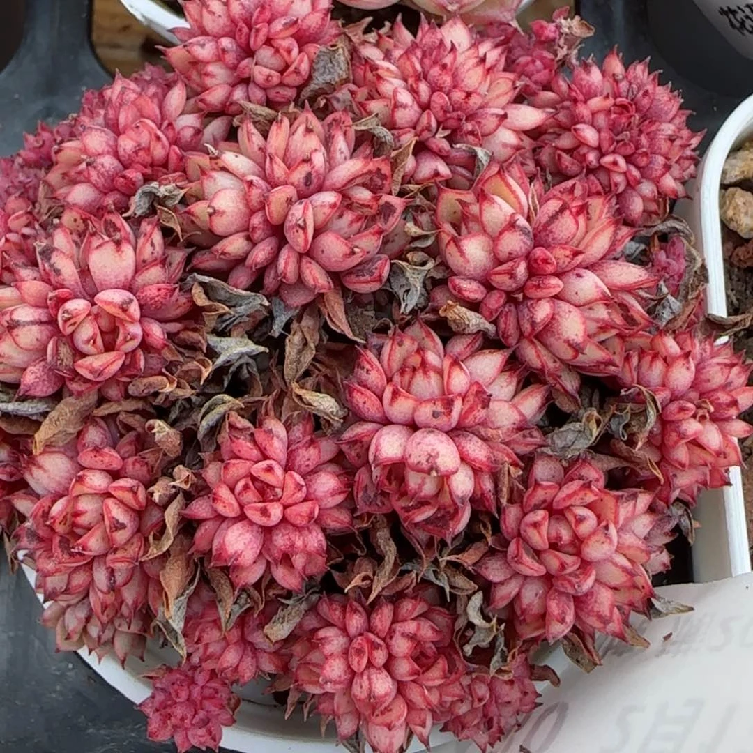 花语逸境0213-430