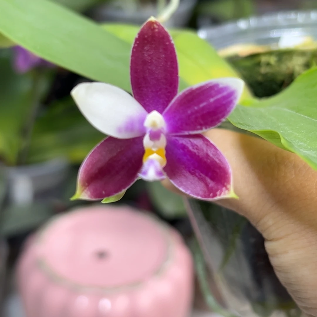 用***9大部分开放少量花苞