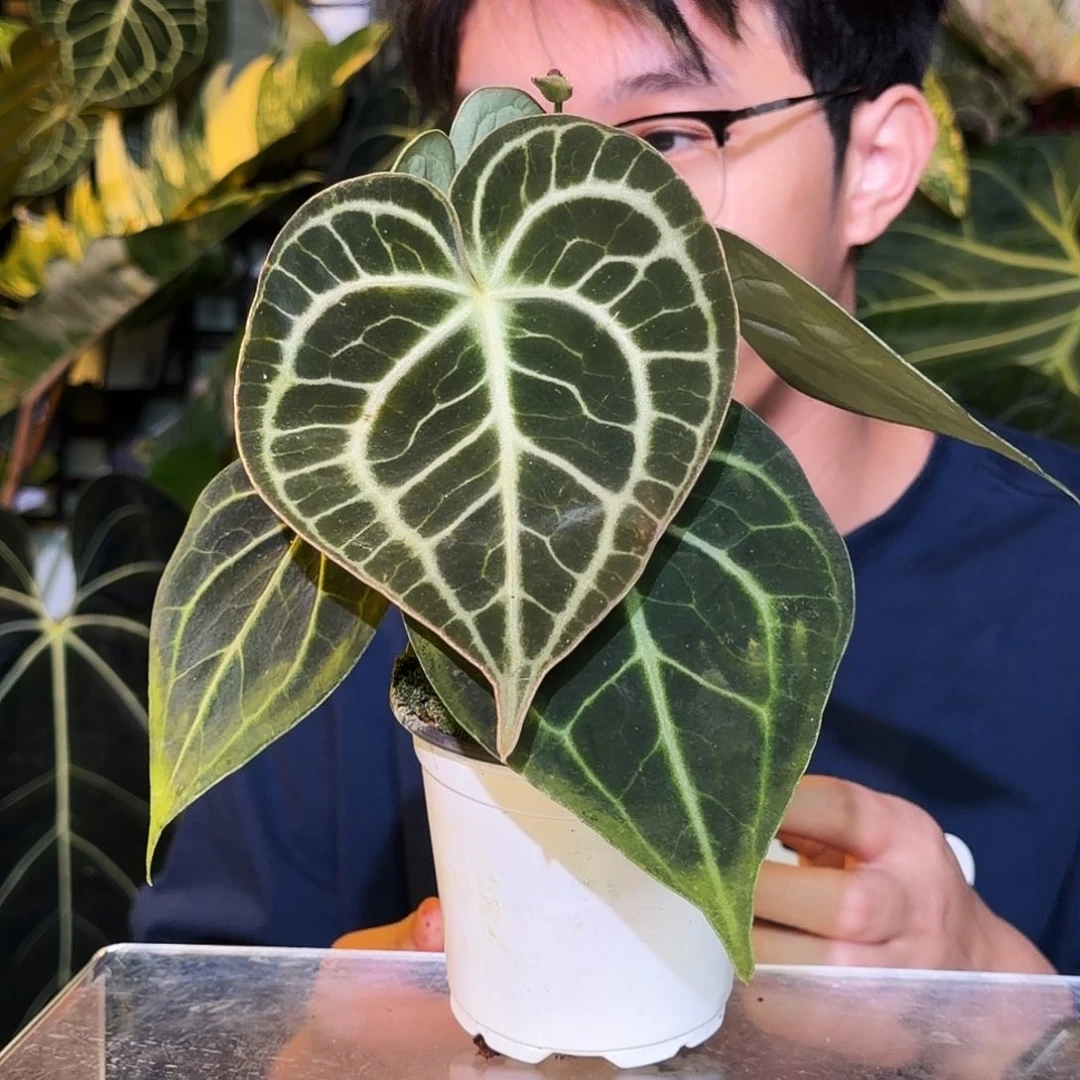 完全开放S113 密纹克莱恩