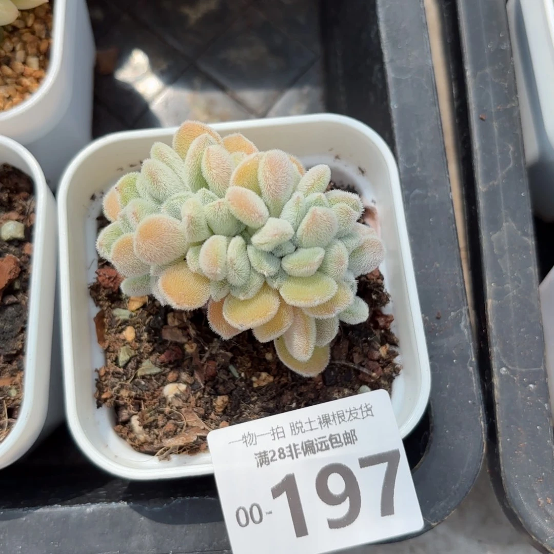 雪晃星多肉多肉多肉