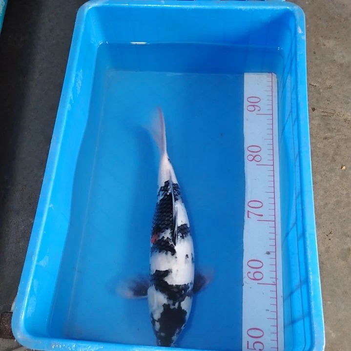 海水顺丰包邮开箱包活