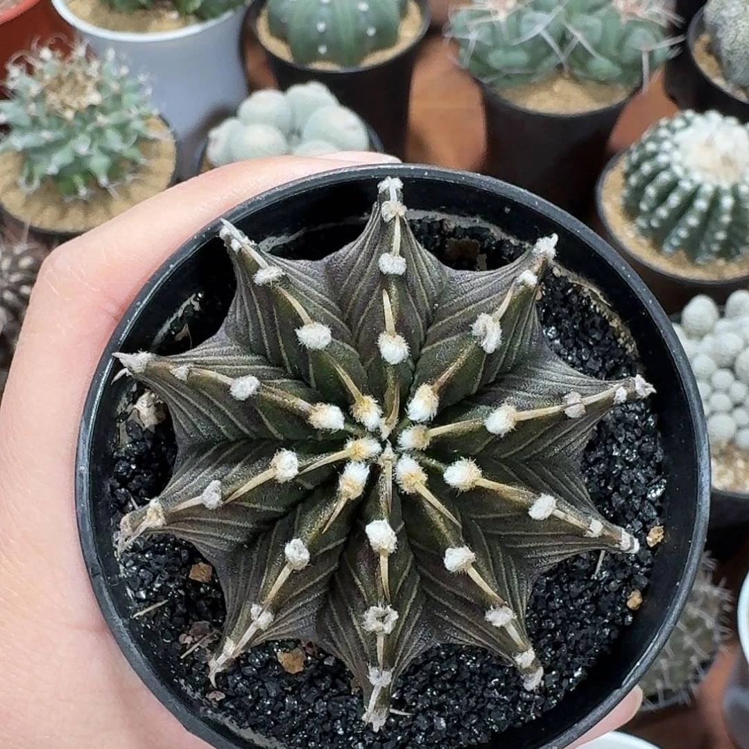 L***a肋骨牡丹仙人球123