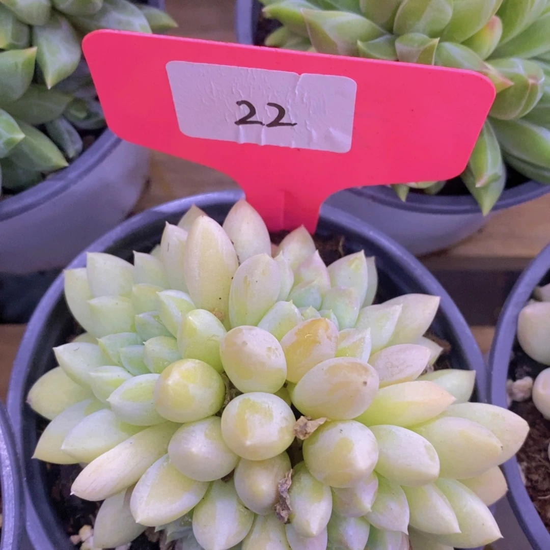 开心多肉，一物一拍