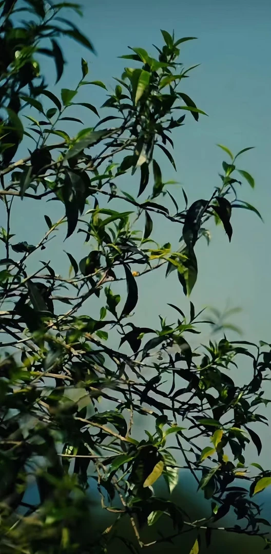 【阿玲直播专享】古树散茶2号通用链接