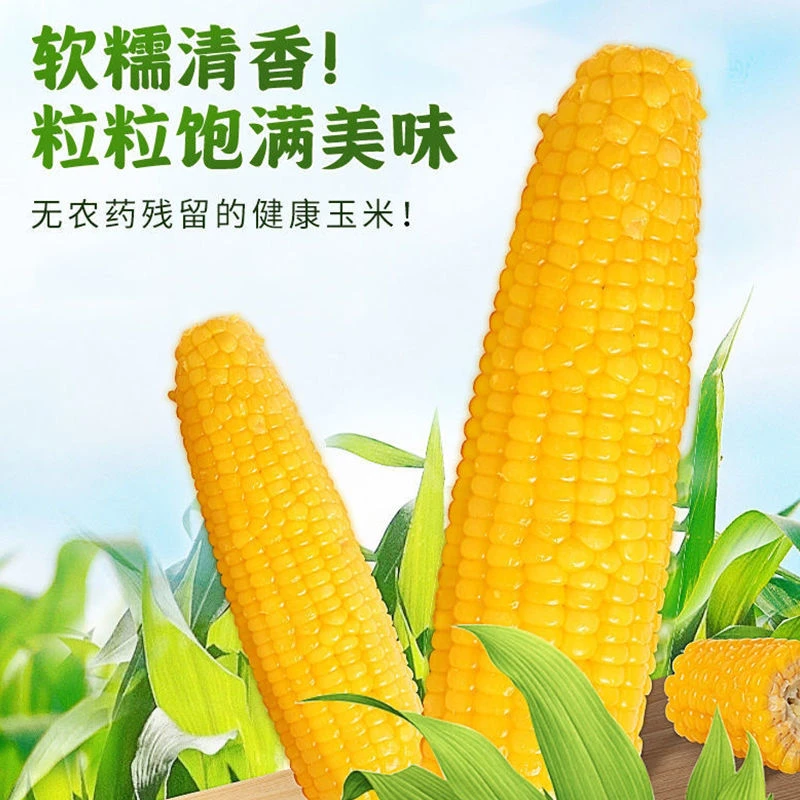 北食家玉米苞米正宗东北甜糯玉米新鲜粘玉米真空黄糯玉米营养早餐