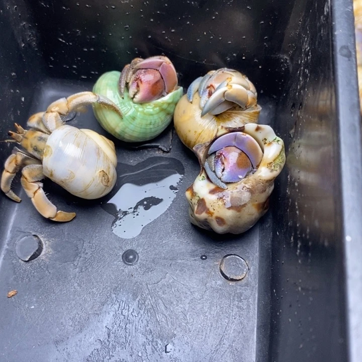 闪2紫陆豆福利组合，没有残疾蟹
