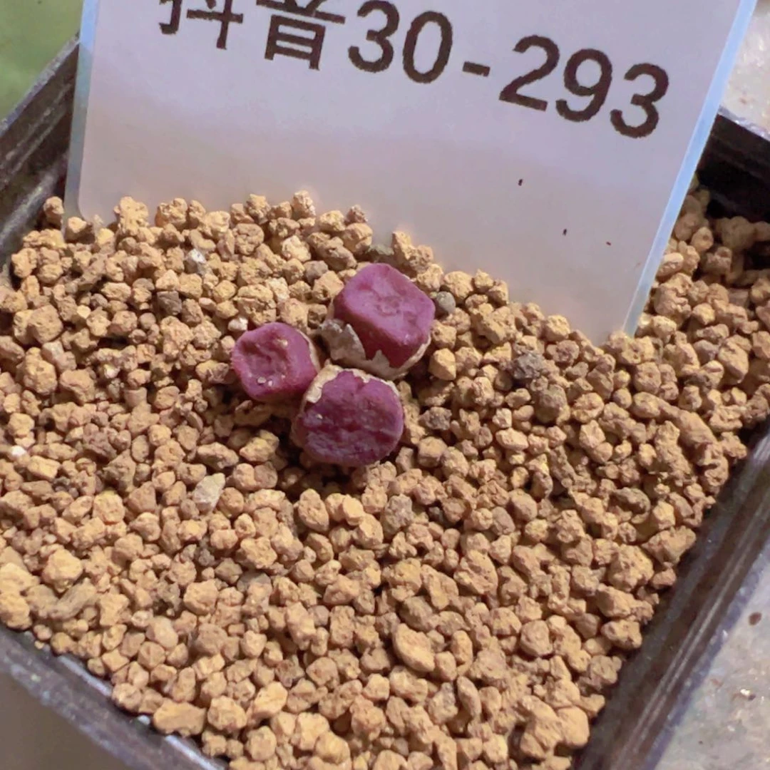 30-293紫方碗多肉植物