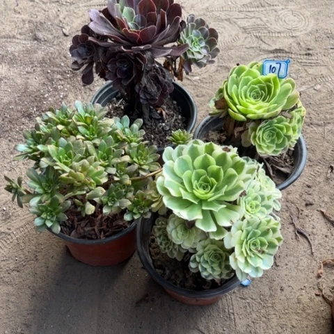 107多肉植物组合，
