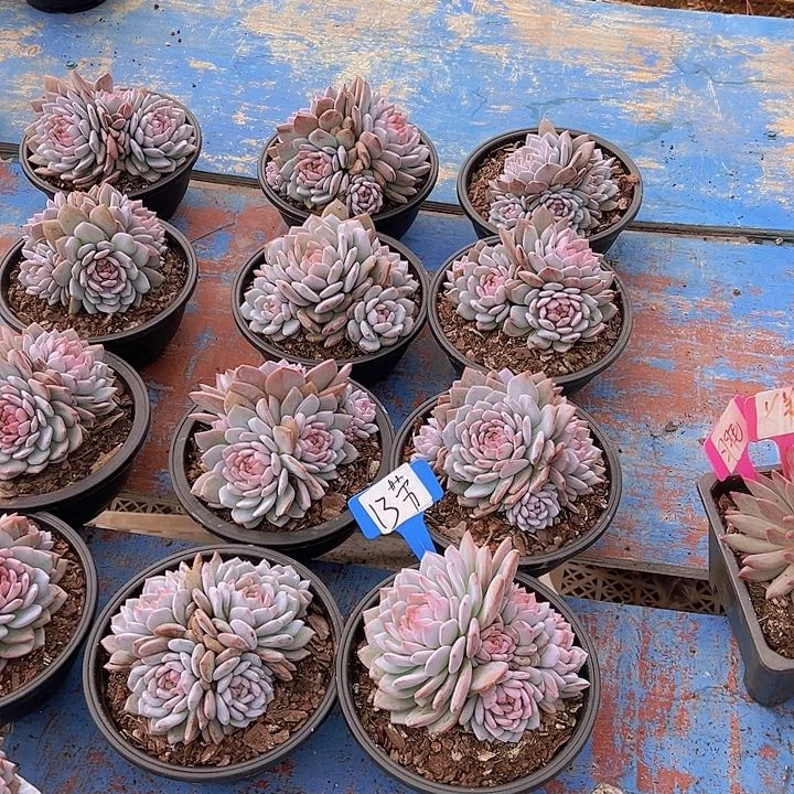 13 星星辰带盆一个多肉