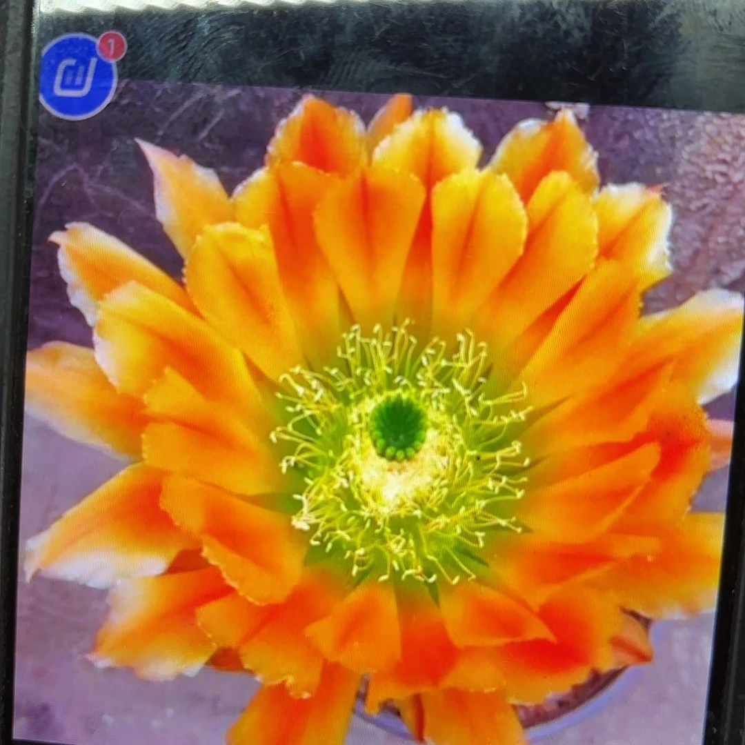 皇冠虾侧牙20包邮仙人球14