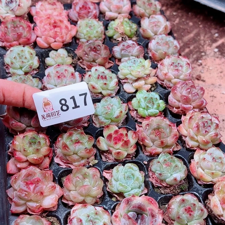 君***君多肉植物多肉植物