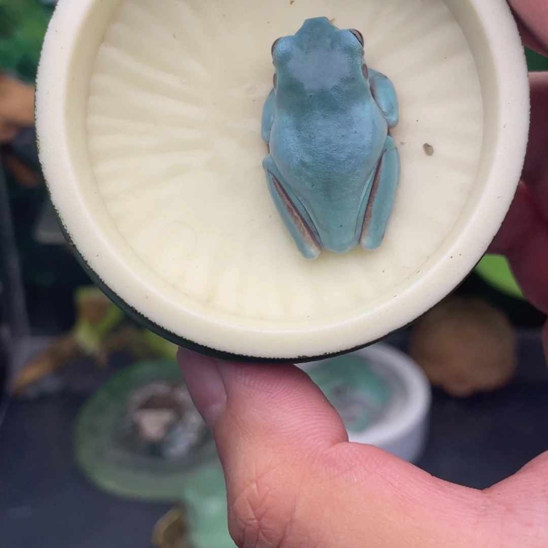 老爷树蛙13号薄荷蓝，变异后代