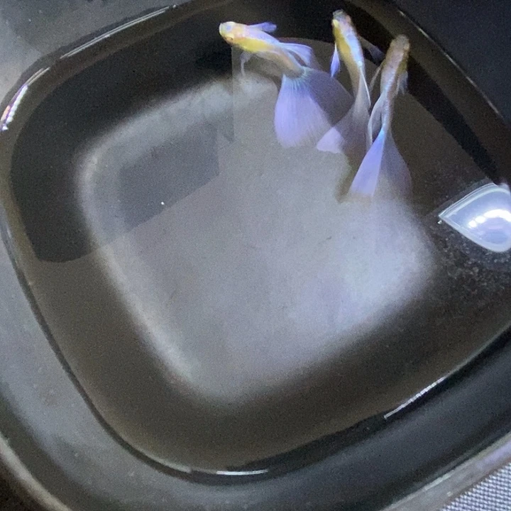 枫****蓝紫跑红各一对孔雀鱼