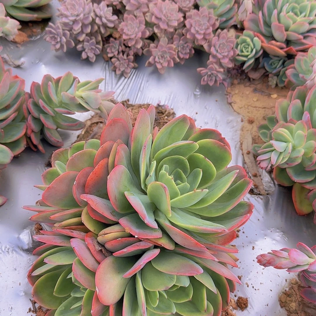 地栽大绮罗多肉15.88