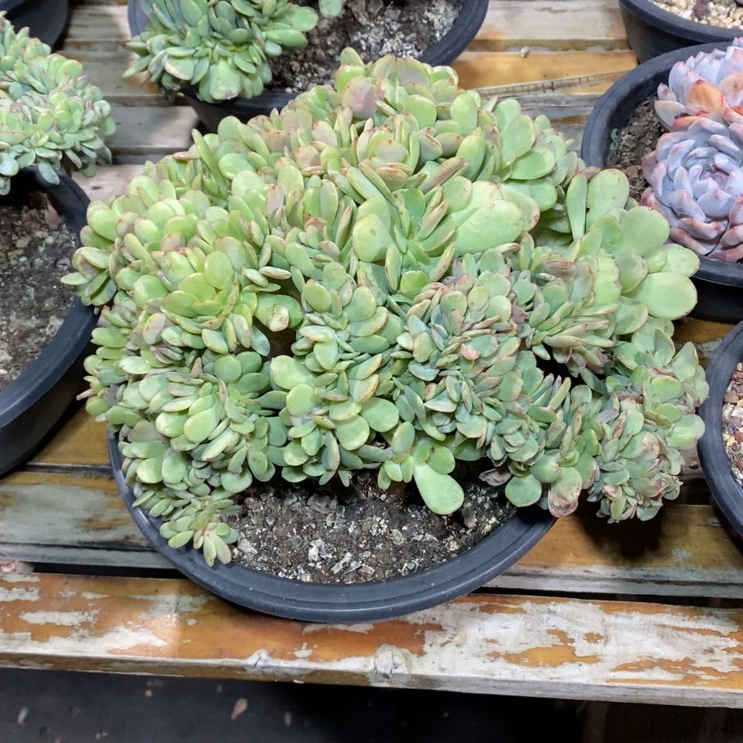 啊军喵多肉雪碧缀