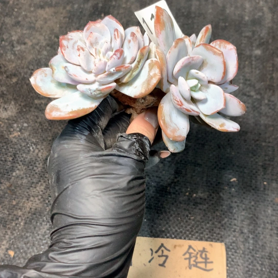 # 110 不拍冷链不售后