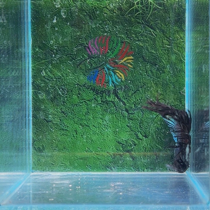 红海倒吊鱼就要努力学习