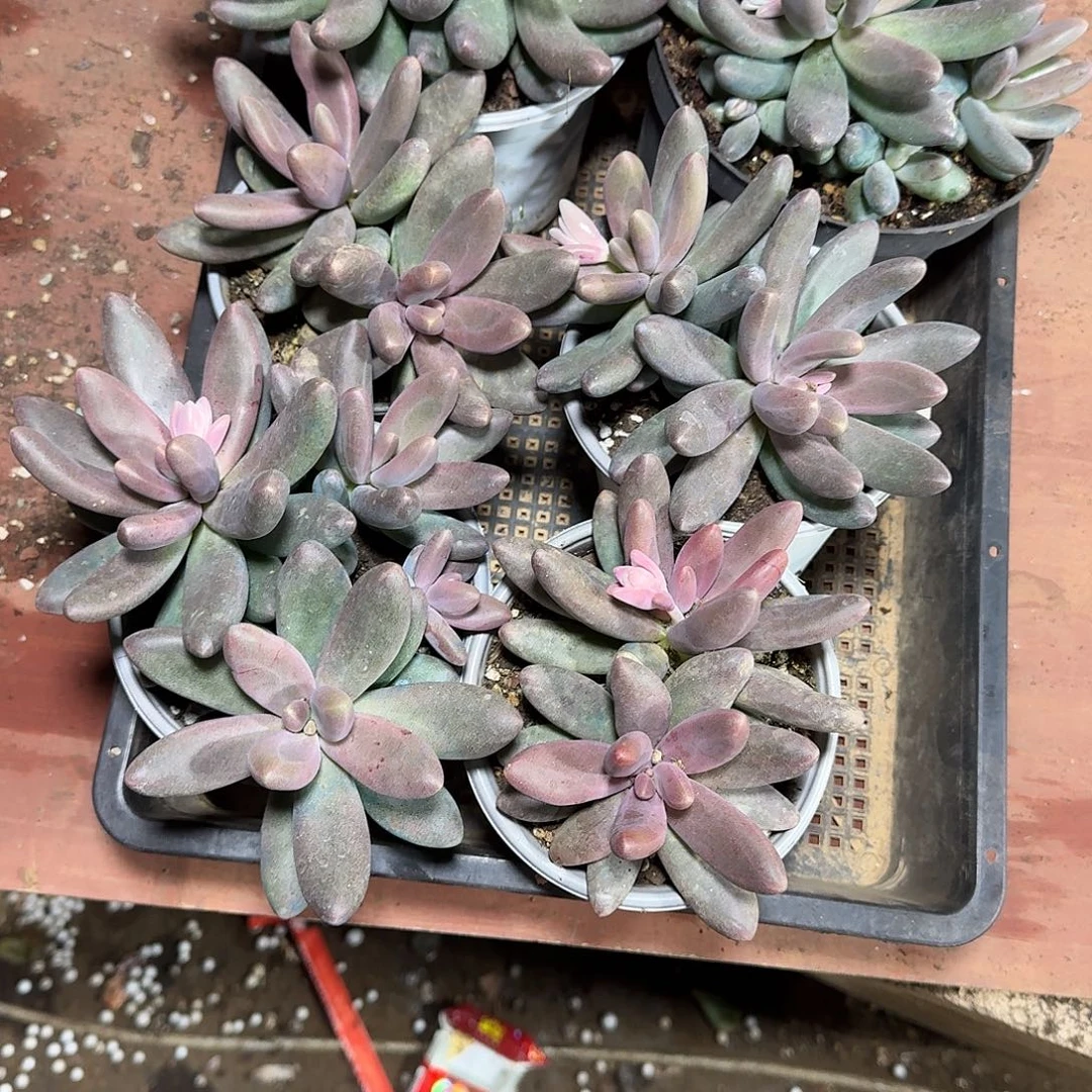 一组糖果美人6个46646